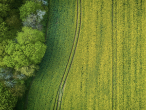 champ agricol