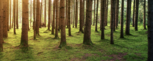 forêt